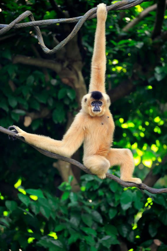 An adult Southern Yellow-cheeked Crested Gibbon hangs in a tree.