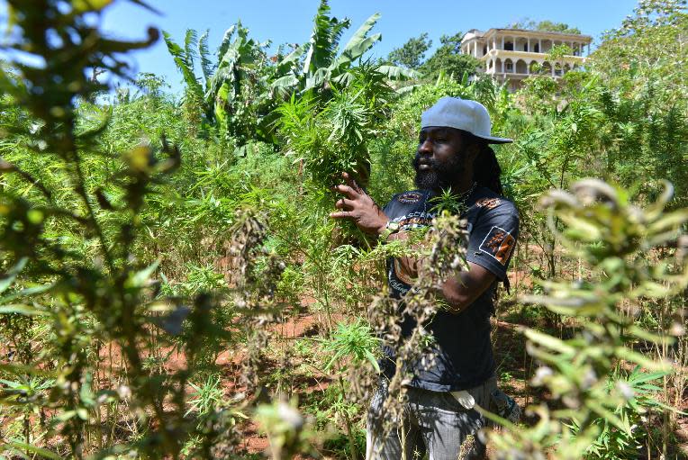 File - In this Aug. 29, 2013 file photo, farmer nicknamed Breezy shows his illegal patch of budding marijuana plants during a tour of his land in Jamaica's central mountain town of Nine Mile. Breezy says Americans, Germans and increasingly Russian tourists have toured his small farm and sampled his crop. In Latin America and the Caribbean, where countries including Mexico and Chile have decriminalized possession of small amounts of drugs, there is significant public opposition to further legalization. But top officials are no longer as fearful of offending the U.S., which has provided billions of dollars to support counter-narcotics work in the hemisphere. (AP Photo/David McFadden, File)