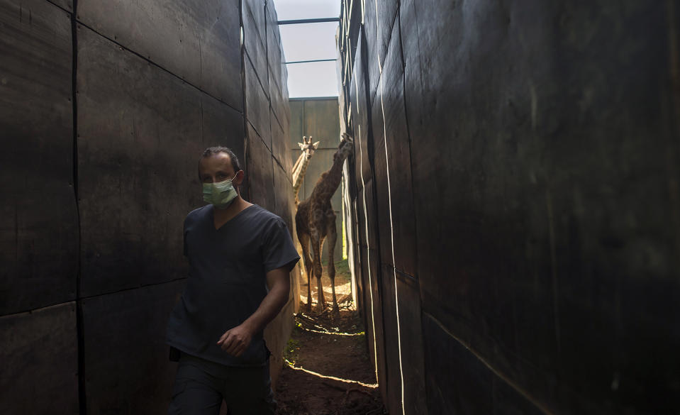 Veterinary Surgeon Calvin Smith is seen in the giraffe pen during feeding time at the Johannesburg Zoo, Friday, May 1, 2020 as the government began a phased easing of strict lockdown measures to curb the spreading of the coronavirus. With no visitors being allowed at the zoo at present it is reported that there has been a marked difference in the behaviour of the animals since lockdown began five weeks ago.(AP Photo/Shiraaz Mohamed)