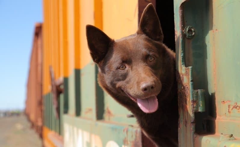 Koko played the notorious kelpie in the Red Dog movie. Picture: David Darcy