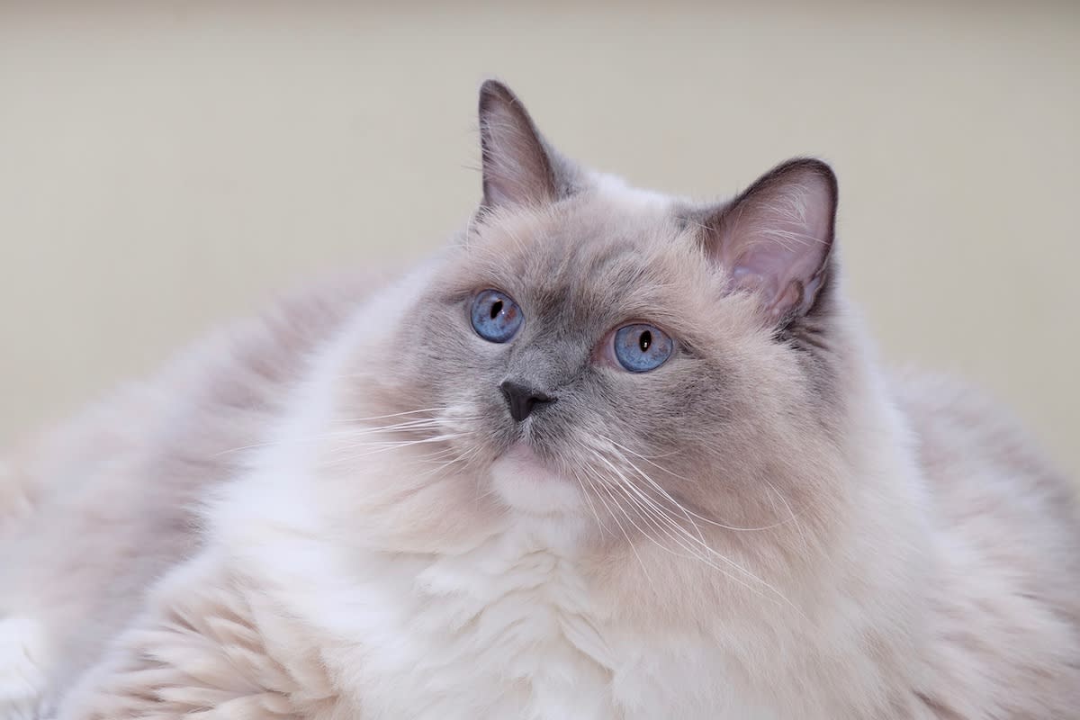 Ragdoll Cat Goes to Pitbull Concert