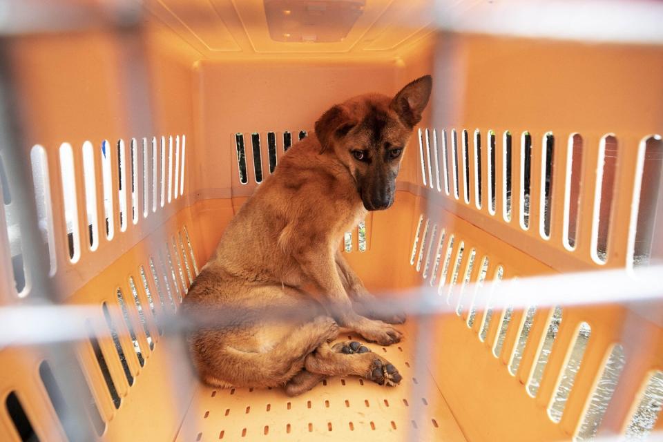 Brown Bear sits inside the crates after it was rescued at a dog meat farm in Ansan City, South Korea