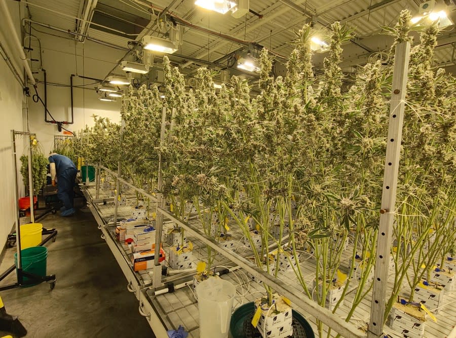 Cresco Labs' adult marijuana room at its Yellow Springs, Ohio, facility. (NBC4 Photo/Mark Feuerborn)