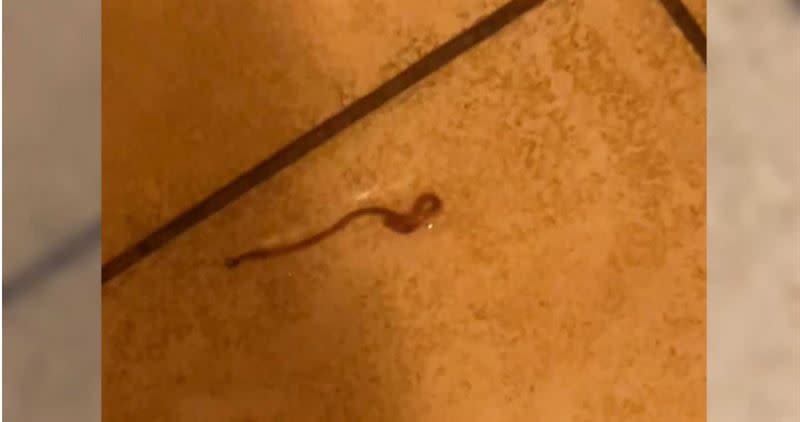 網友在家中廁所地板上看到有東西在蠕動，內行人指出是常見的紅線蟲。（圖／翻攝自「爆料公社」臉書）