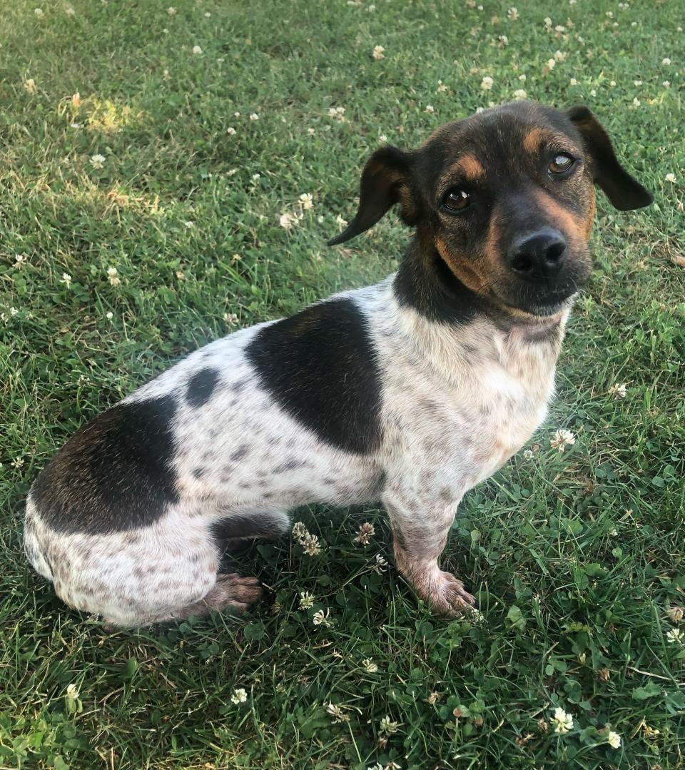 Jack, a cross between at Dachshund and a Jack Russell, is perfectly bred to track deer, with a nose close to the ground and the ideal size to maneuver through briars and brush.