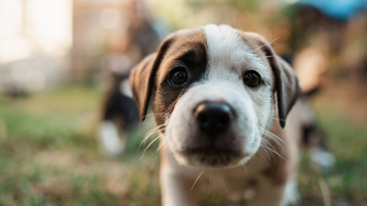  Puppy sitting in grass. 