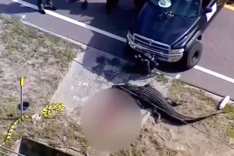 The alligator was seen with body parts in its mouth.