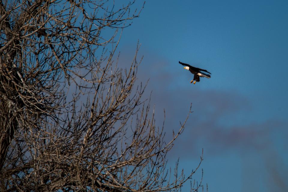 A bald eagle lands in a tree near the River Bluffs Open Space in Windsor on Feb. 28, 2023.