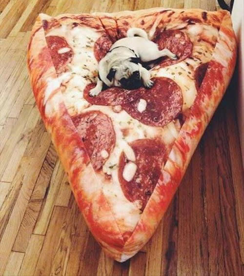 <p>Dieser Mops hat es sich auf einem gigantischen Salami-Pizza-Kissen bequem gemacht und wünscht sich wahrscheinlich sehnlichst, dass es echte Pizza mit extra viel Käse wäre. Yummy! (Bild: icanhas.cheezburger.com)</p>