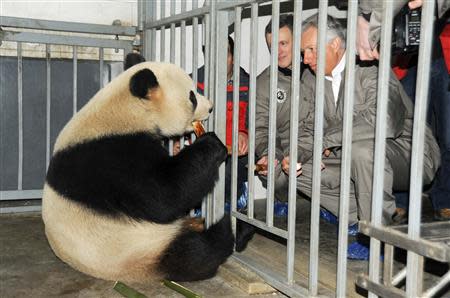 Giant pandas get a celebrity welcome in Belgium