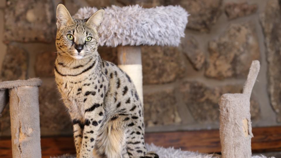 Savannah cat stood in front of cat tree