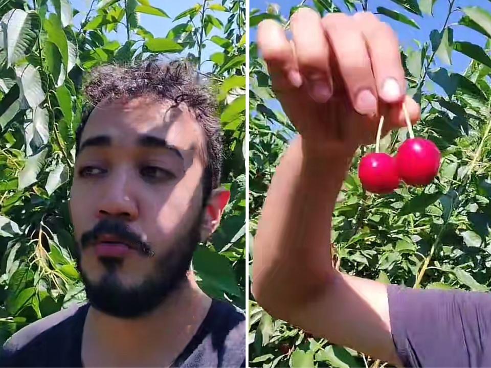 Mexicano se fue a Canadá a recoger cerezas y gana más de $150 al día. Foto: Walter Enciso/TikTok