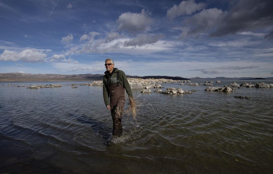 A man wades through ankle-high water with a fistful of brown weeds.