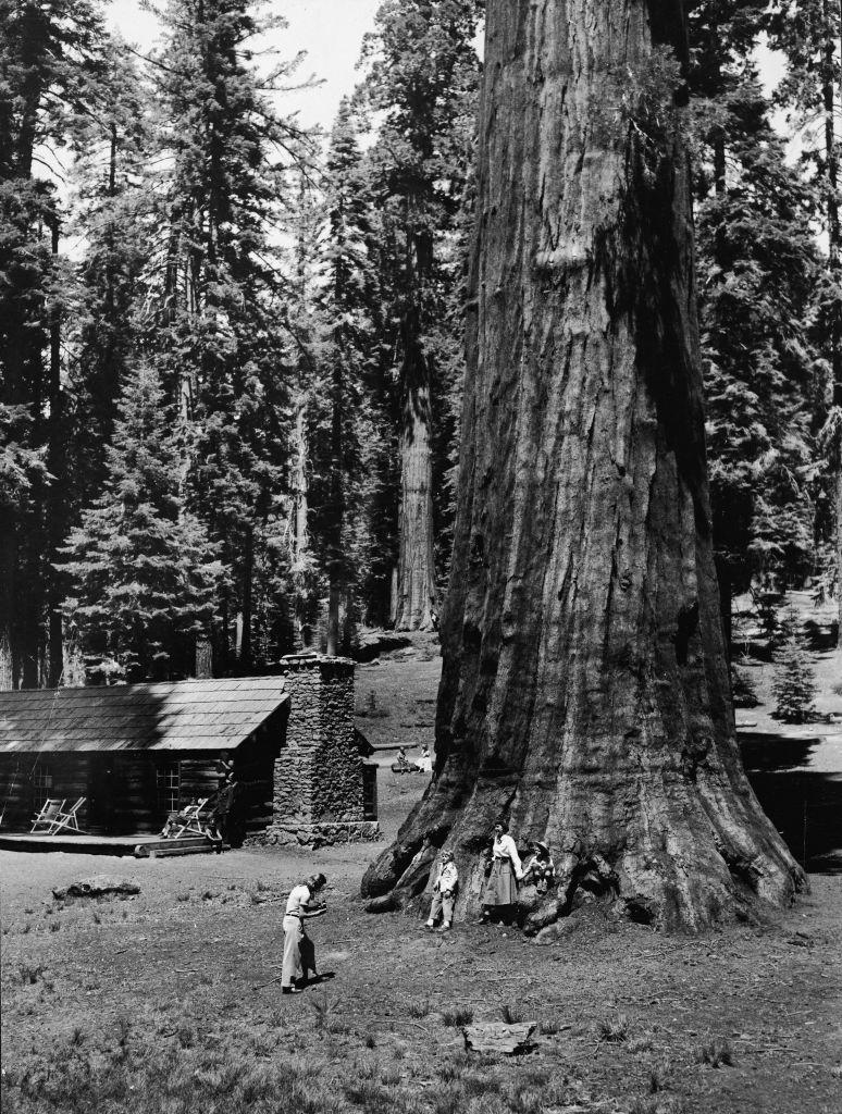 people standing next to a redwood tree