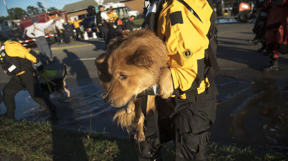 A swiftwater rescue team member holds a dog that was rescued from floodwaters caused by rain from Hurricane Matthew in Lumberton, N.C., Oct. 10, 2016.