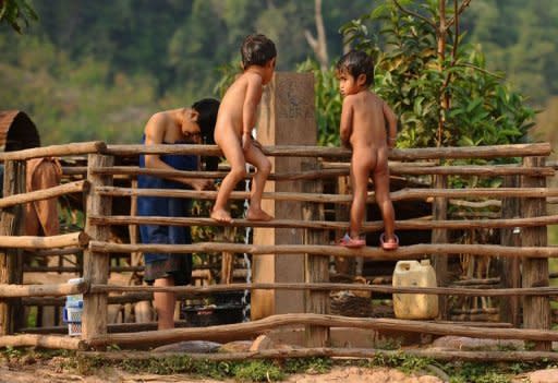 The poppies that once dotted the fields around the village of Hathyao in mountainous northern Laos have disappeared, replaced by rows of trees prized for their milky white sap