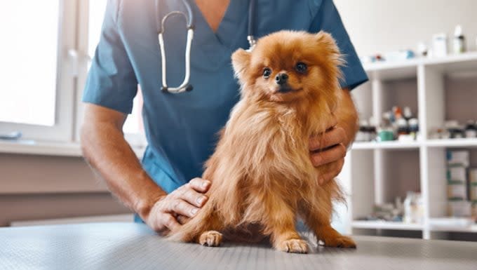 Low Production of Parathyroid Hormone in Dogs: Symptoms, Causes, & Treatments