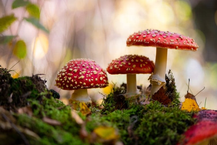 Amanita muscaria or 