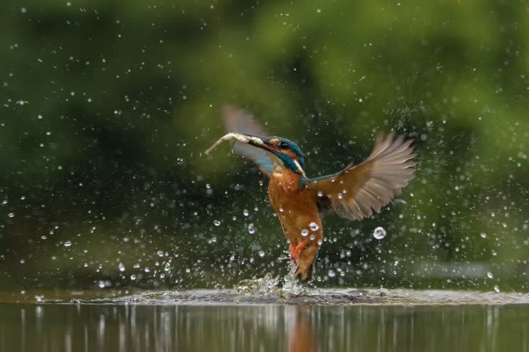 <em>Fishing – the kingfisher was caught on camera fishing for its dinner (Pictures: SWNS)</em>