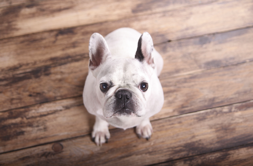 <em>French bulldogs have become the UK’s favourite breed of dog (Rex)</em>