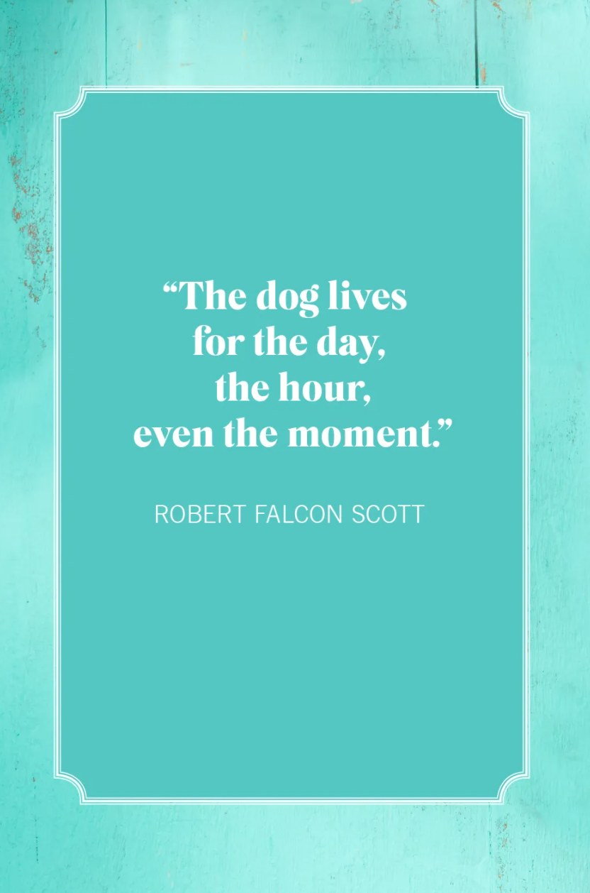 dog mom quotes robert falcon scott