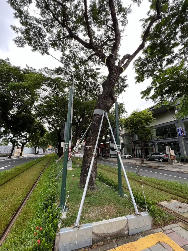 ▲大順路雨豆樹纜索加固情形。（圖／高市府捷運局提供）