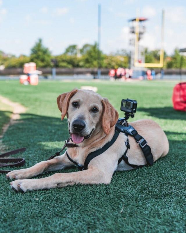 dog football player