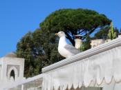 Die Möwe freut sich im Herbst besonders über jeden Gast - denn die kommen dann nicht mehr so zahlreich nach Capri. Foto: Hilke Segbers