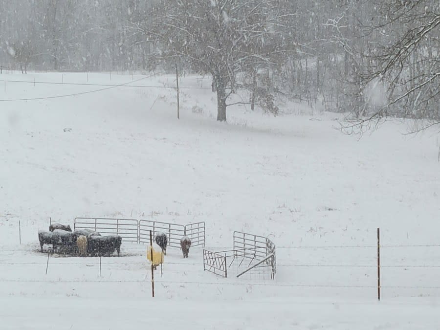 Snow on the Reeder Family Farm in Livingston (Courtesy: Donna Reeder)