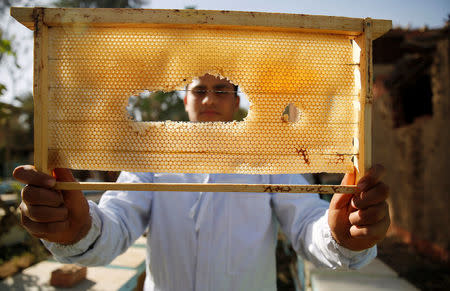A beekeeper holds a hive frame in his farm in the city of Shibin El Kom, Al- Al-Monofyia province, northeast of Cairo, Egypt November 30, 2016. Picture taken November 30, 2016. REUTERS/Amr Abdallah Dalsh