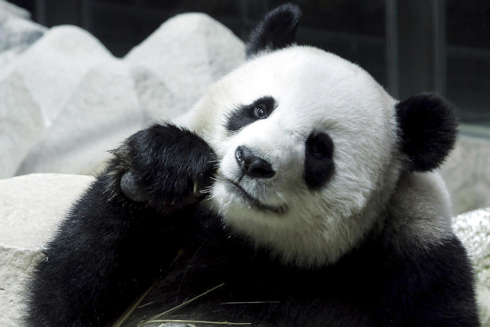 FILE - Lin Hui, a female Panda on a 10-year loan from China is seen eating bamboo at the Chiang Mai Zoo in Chiang Mai province, northern Thailand, on Sept. 23, 2005. Lin Hui, the giant panda, died Wednesday, April 19, 2023, six months before she was due to return home, officials from the Chiang Mai Zoo said. (AP Photo/Apichart Weerawong, File)