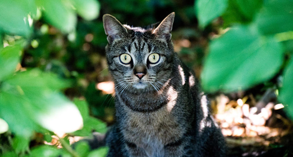 New Zealand village Omaui has proposed a cat ban to protect local wildlife