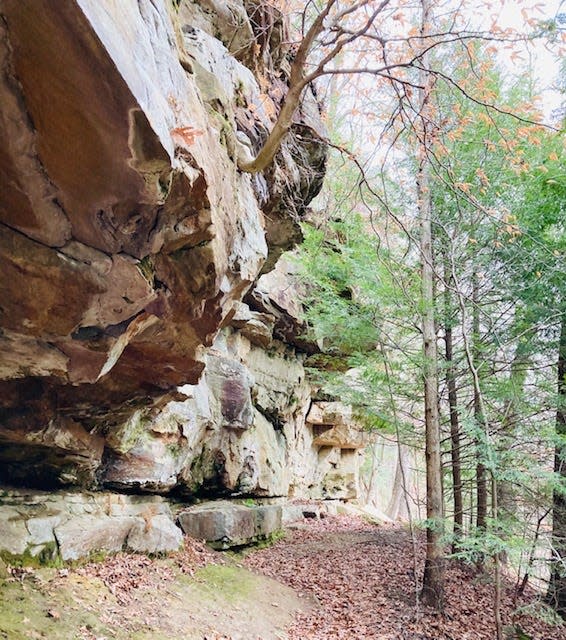 Sandstone outcrops along the trail at Green’s Bluff Nature Preserve