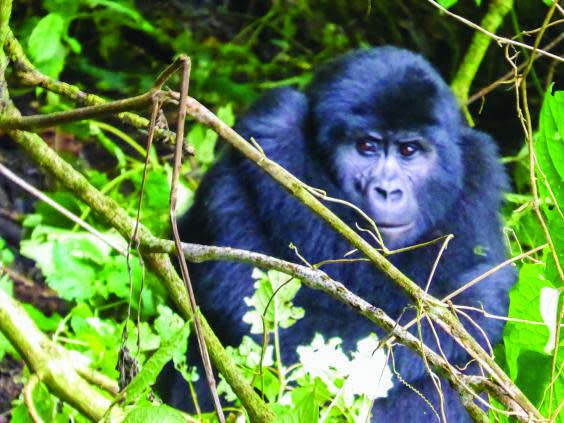 Come face-to-face with gorillas in Bwindi Impenetrable Forest Reserve (Contiki)