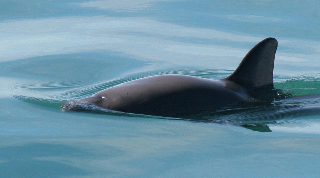 A vaquita porpoise is seen July 26, 2018. Near that time, a judge ordered the U.S. government to ban the import of seafood caught by Mexican fisheries that use a net blamed for killing off the vaquita, the world's smallest and most-endangered porpois.