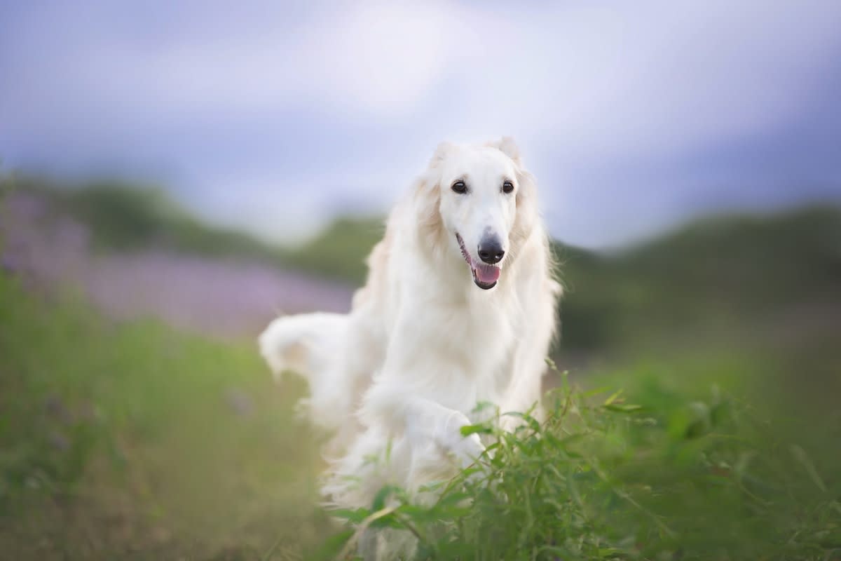 A white Borzoi mid-run<p>Anastasiia Cherniavskaia via Shutterstock</p>