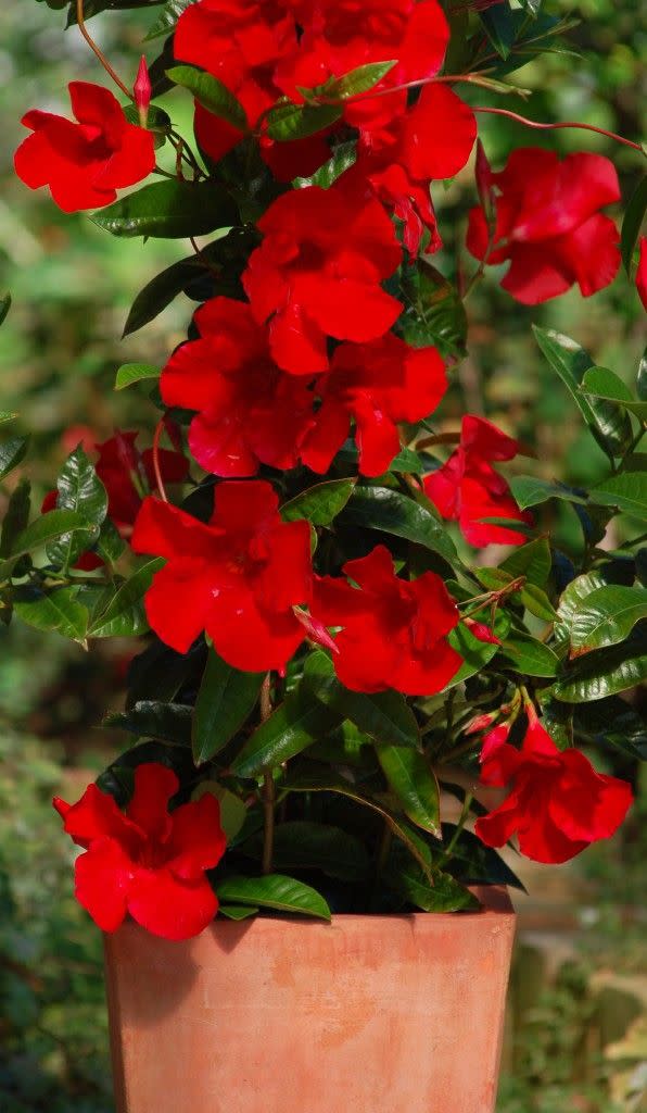 mandevilla hybrid sun parasol giant red emperor