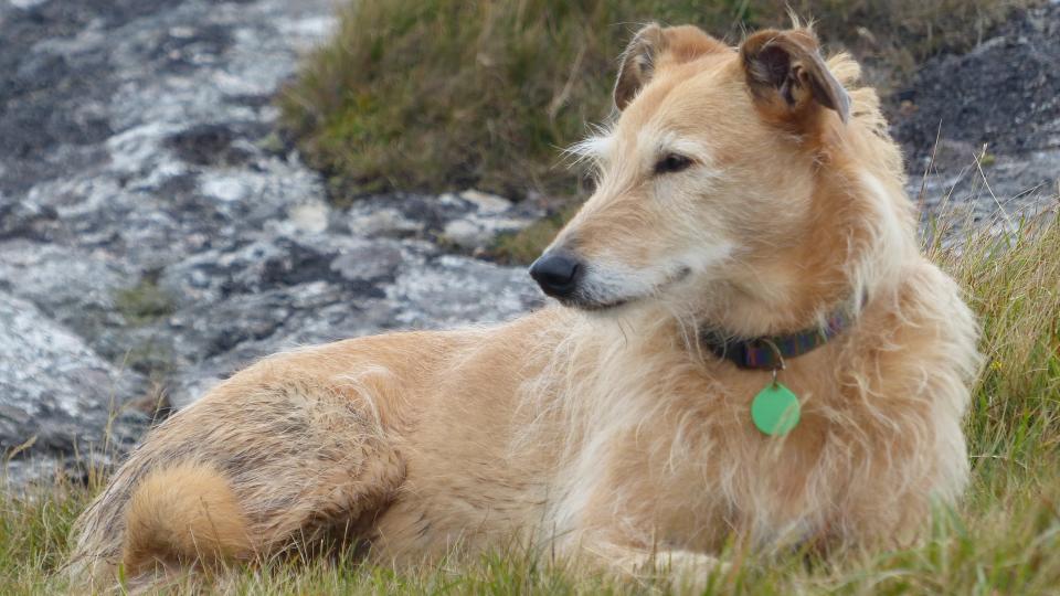 Lurcher lying on the grass