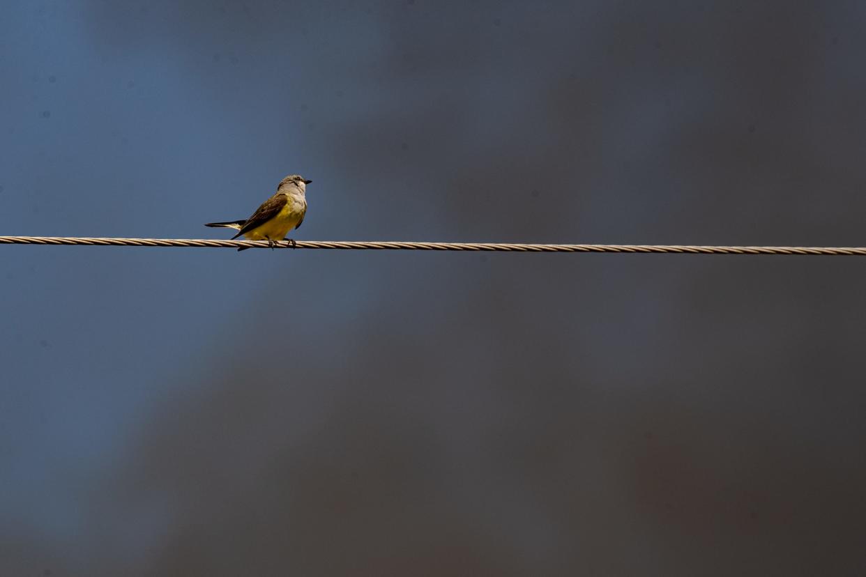 A bird perches on a telephone wire near the Valero West Refinery during a fire at the facility in Corpus Christi, Texas, on Wednesday, May 17, 2023. 