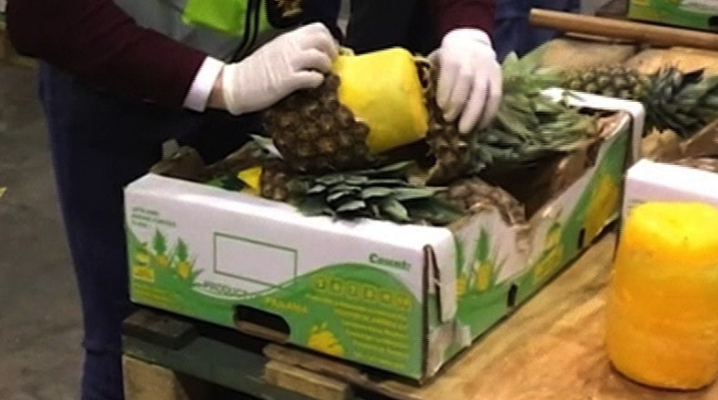 The cocaine was seized after police cut open pineapples (Police handout)