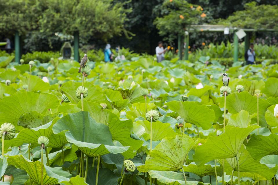 台北植物園荷花盛開時吸引許多人前來賞花（圖片來源：Getty Creative）