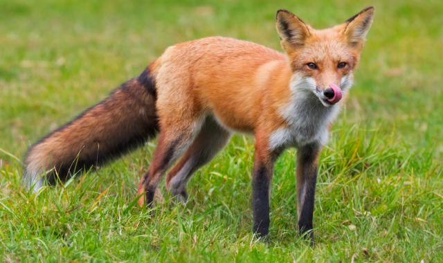 Fox Facts - Animal Facts Encyclopedia