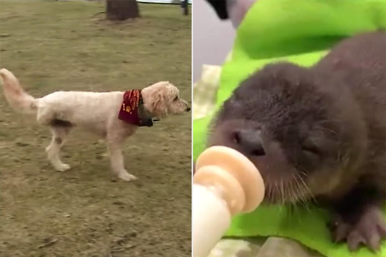 dog saves baby otter