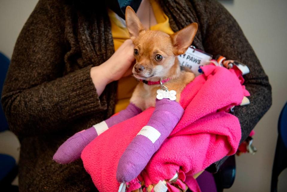 Rose, a one-year-old Chihuahua, will have surgery to repair broken front legs later this week, thanks to thousands of dollars donated to Centre County PAWS as part of the Betty White Challenge.