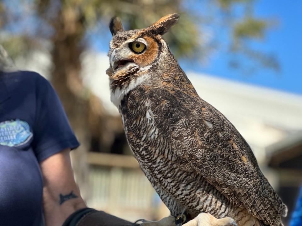 Bubba, a great-horned owl and one of the Marine Science Center's raptor ambassadors, Monday, March 20, 2023.