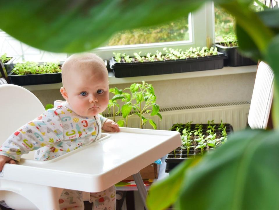 baby plants