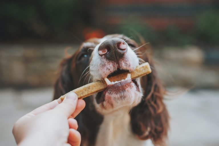 Dog, Treats, Animal, Pets