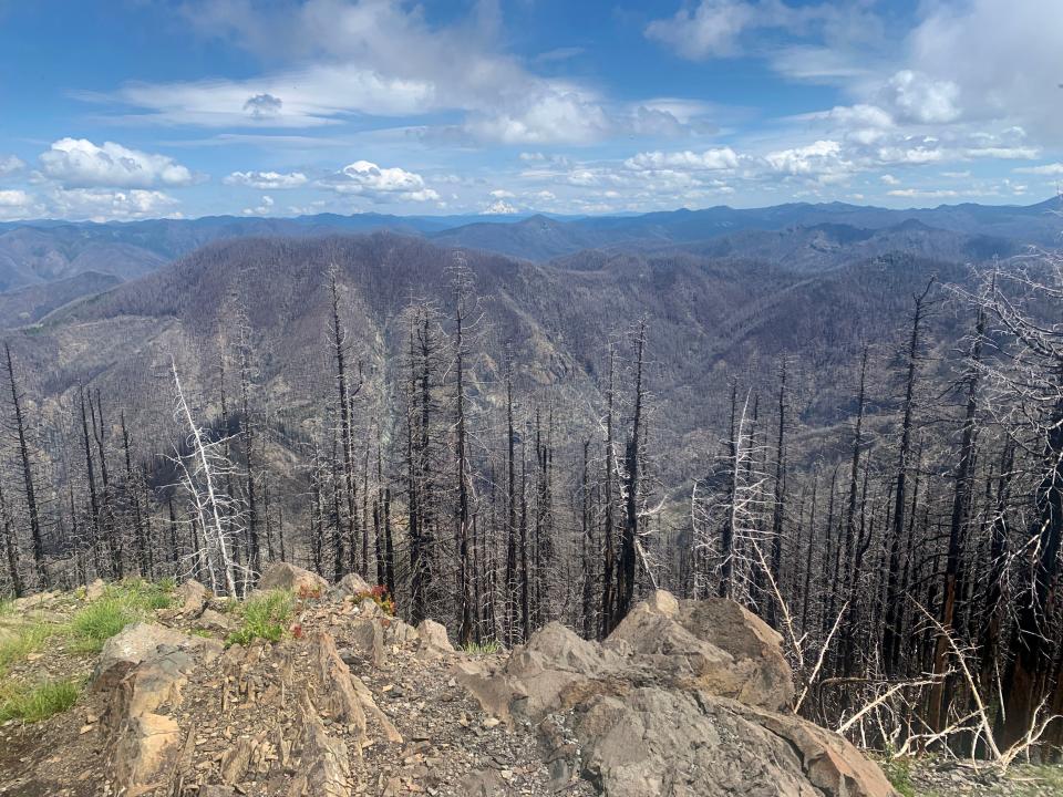 The Rocky Top Trail in Santiam State Forest showcases a landscape of burned forest and regrowth nearly two years after the Beachie Creek Fire roared across in 2020.