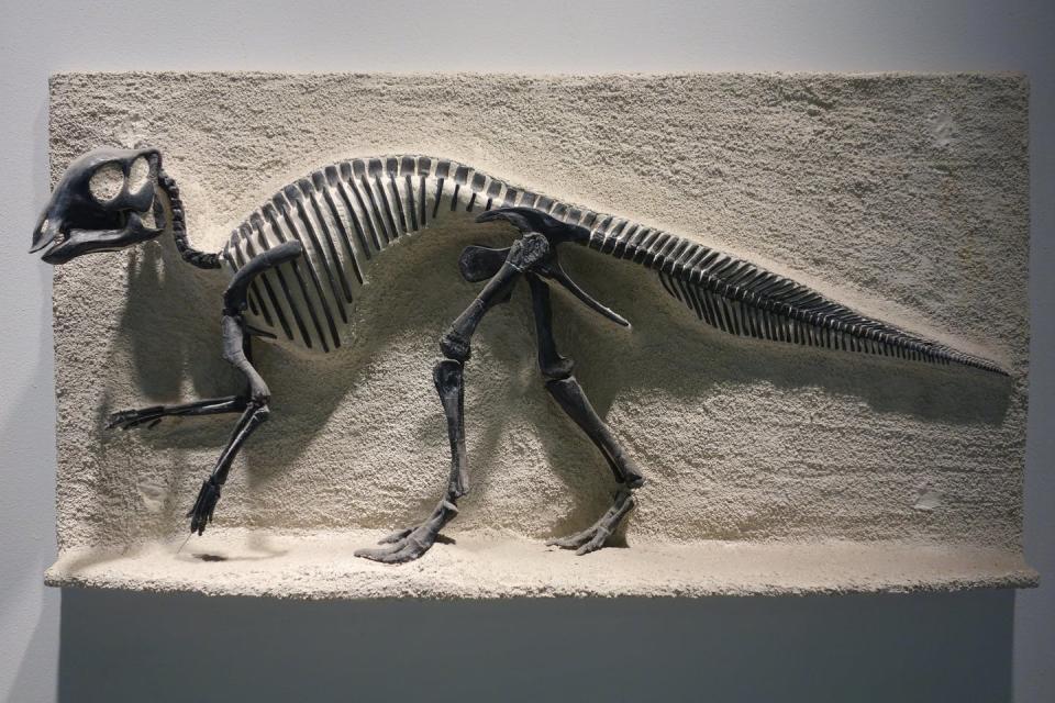 A cast of a duck billed dinosaur fossil skeleton.