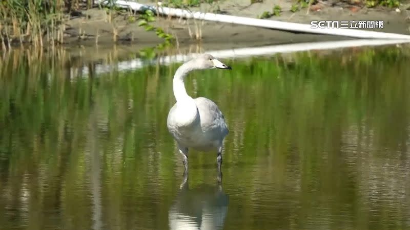 「芬蘭國鳥」黃嘴天鵝現蹤苗栗通霄漁港附近。